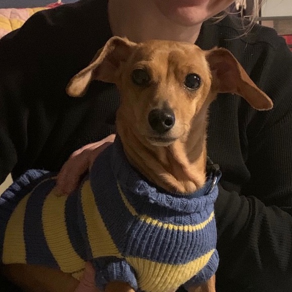 Meet your Posher, Turtle - Picture 2 of 2